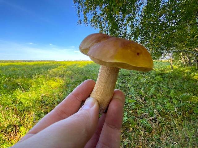 О пользе и питательных веществах белых грибов